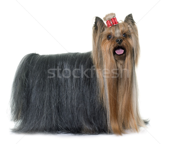 Adulto yorkshire terrier blanco perro animales Foto stock © cynoclub