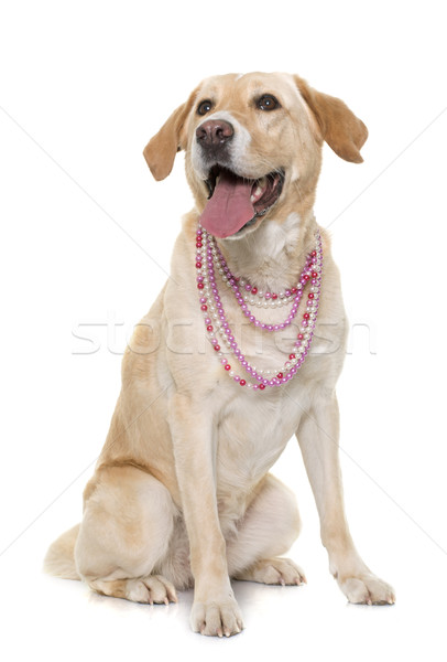 female labrador retriever Stock photo © cynoclub