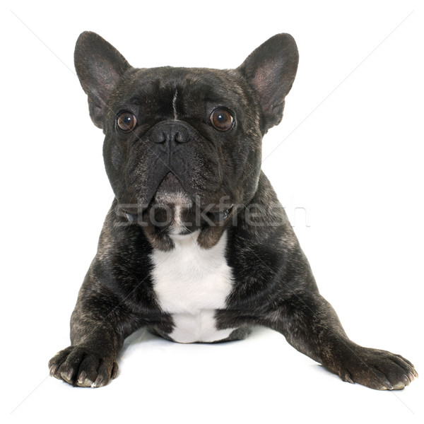 99+ French Bulldog Brown Black And White