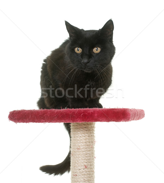 古い 黒猫 ポスト 白 おもちゃ ストックフォト © cynoclub