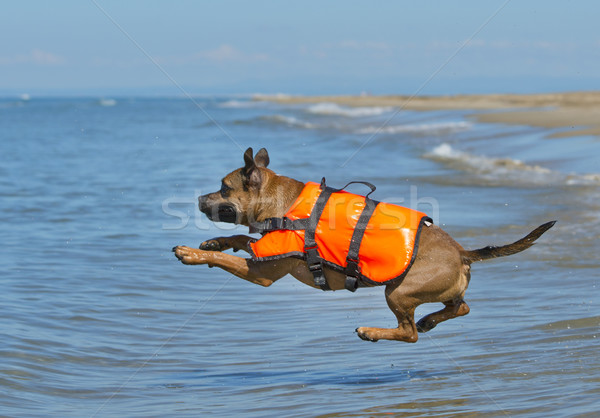 staffie on beach Stock photo © cynoclub