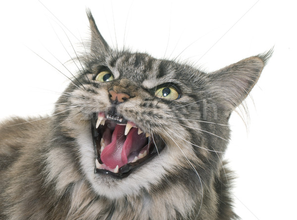Arrabbiato Maine cat bocca denti suono Foto d'archivio © cynoclub