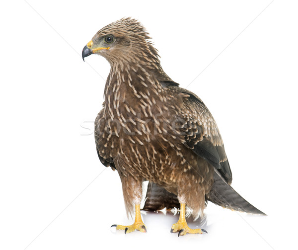 Common buzzard in studio Stock photo © cynoclub