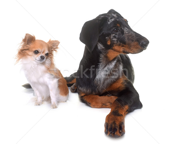 young beauceron and chihuahua Stock photo © cynoclub