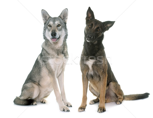 saarloos dog and malinois Stock photo © cynoclub