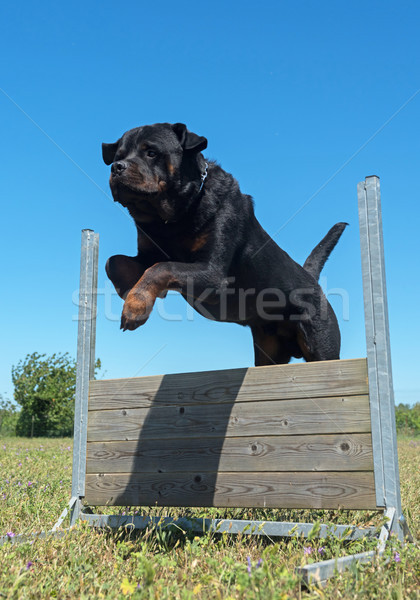 training of obedience Stock photo © cynoclub