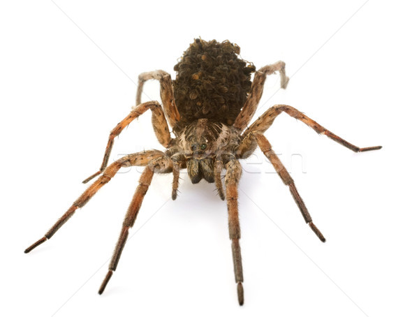 Wolf spider with babies Stock photo © cynoclub