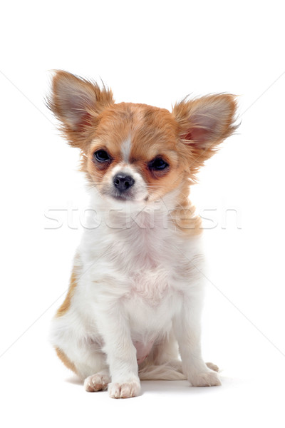 puppy chihuahua Stock photo © cynoclub