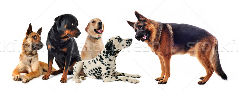 Csoport kutyák öt fehér fekete együtt Stock fotó © cynoclub
