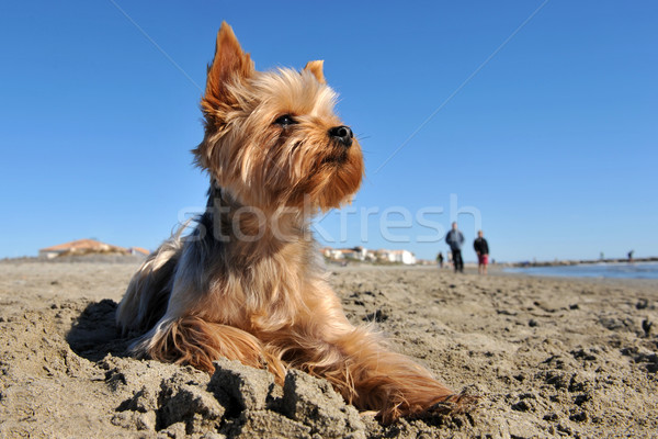 yorkshire terrier on the beach Stock photo © cynoclub
