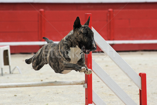 Bika terrier mozgékonyság fajtiszta fut verseny Stock fotó © cynoclub