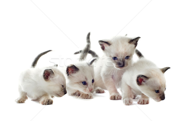 Siamese kitten Stock photo © cynoclub