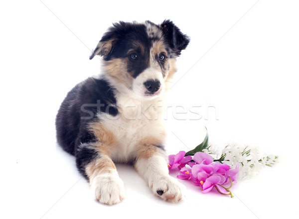 Cachorro border collie retrato branco animal belo Foto stock © cynoclub