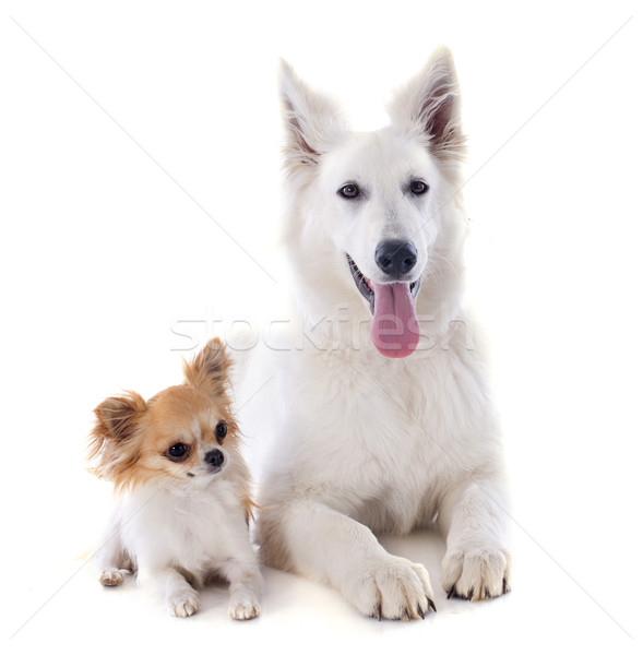 Swiss shepherd and chihuahua Stock photo © cynoclub