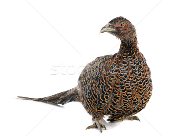 Stock photo: female European Common Pheasant