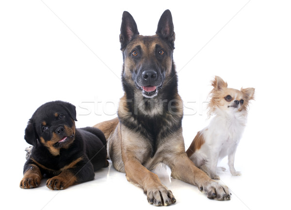 Stok fotoğraf: üç · köpekler · rottweiler · stüdyo · güzel · birlikte