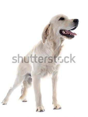 Stockfoto: Witte · vrouwelijke · dier · bulldog · witte · achtergrond