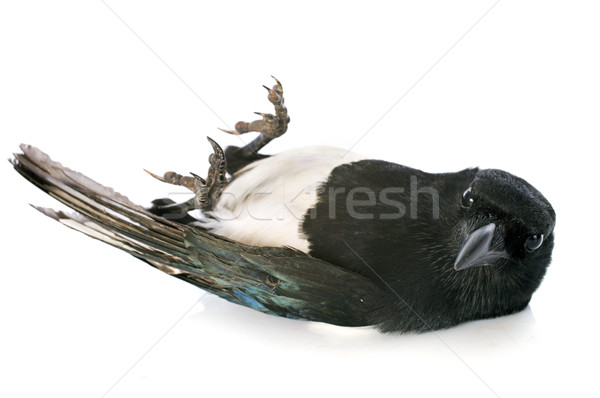 Eurasian Magpie Stock photo © cynoclub