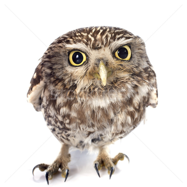 Little owl Stock photo © cynoclub