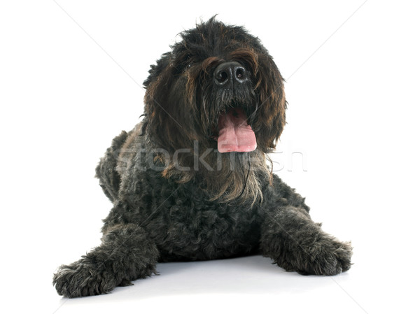 Bouvier des Flandres Stock photo © cynoclub