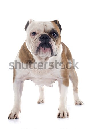 dressed puppy pug Stock photo © cynoclub
