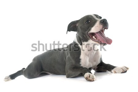 puppy staffordshire bull terrier Stock photo © cynoclub