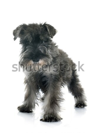 puppy Miniature Schnauzer Stock photo © cynoclub