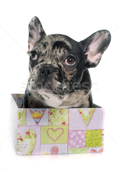 puppy french bulldog Stock photo © cynoclub