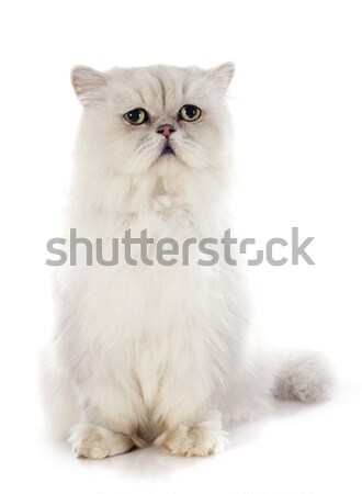 british longhair kitten Stock photo © cynoclub