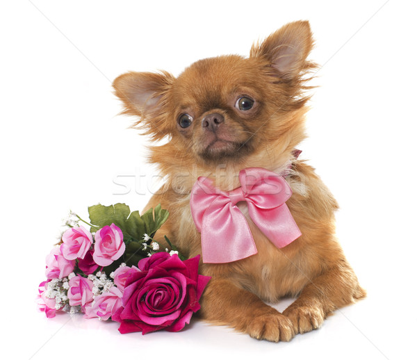 Foto stock: Marrom · cachorro · flores · branco · rosa