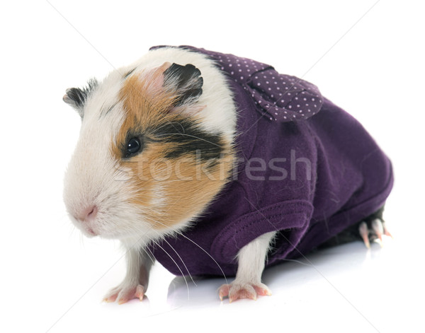 dressed guinea pig in studio Stock photo © cynoclub