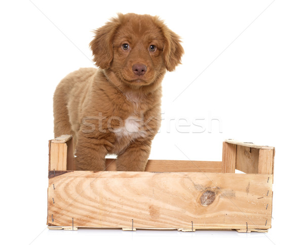 puppy Nova Scotia Duck Tolling Retriever Stock photo © cynoclub