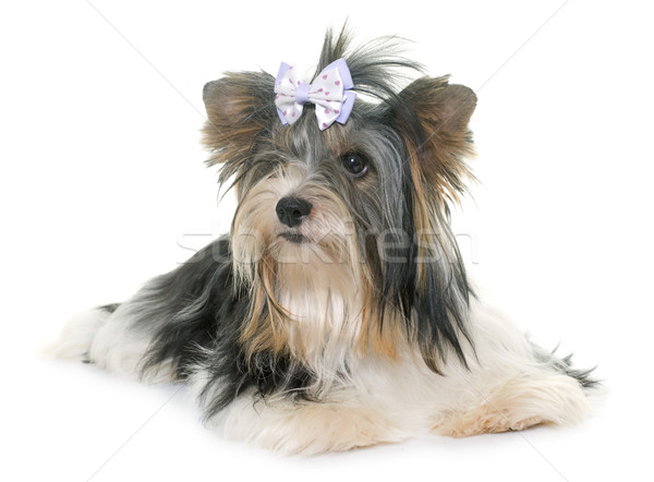 Yorkshire terrier branco cão jovem estúdio Foto stock © cynoclub