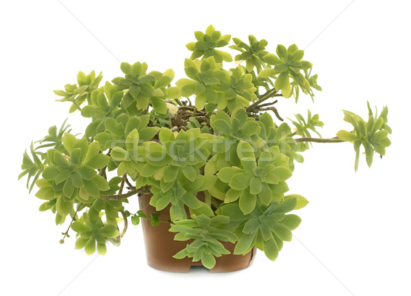 succulent plant in studio Stock photo © cynoclub