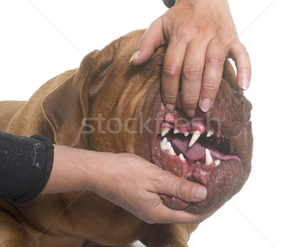 Stock photo: showing the teeth