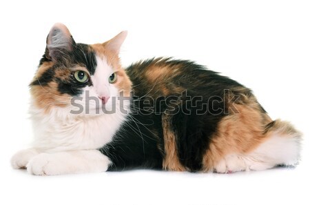 tricolor cat in studio Stock photo © cynoclub