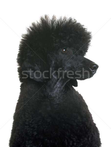 Fekete törpe uszkár fehér Stock fotó © cynoclub