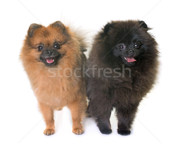 Stock photo: pomeranian spitz in studio