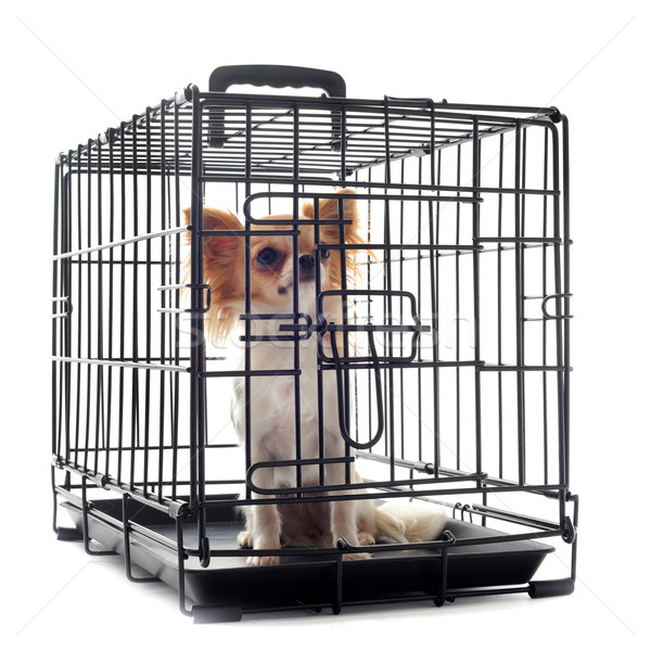 Foto stock: Cerrado · dentro · mascota · aislado · blanco · perro