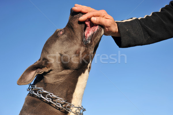 Etetés pitbull fej fajtiszta staffordshire terrier kéz Stock fotó © cynoclub