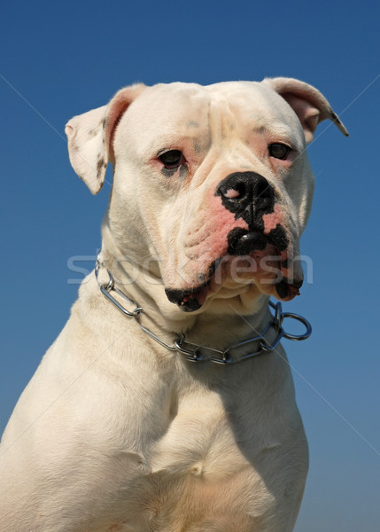 American bulldog ritratto bianco cielo blu cielo Foto d'archivio © cynoclub