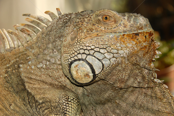 green iguana Stock photo © cynoclub