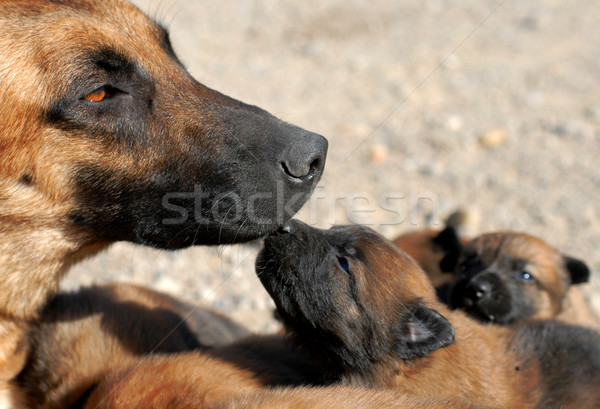 [[stock_photo]]: Mère · chien · chiot · jeunes · chiots