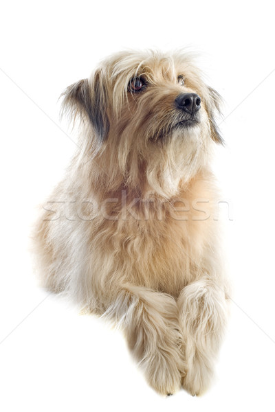 牧羊犬 肖像 白 犬 スタジオ ペット ストックフォト © cynoclub