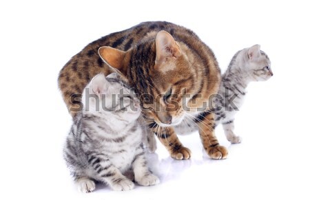 Bengáli macskák gyengédség portré fajtiszta macska Stock fotó © cynoclub