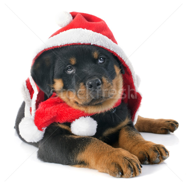 christmas rottweiler Stock photo © cynoclub
