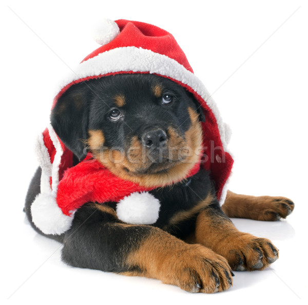 Navidad rottweiler cachorro blanco rojo negro Foto stock © cynoclub