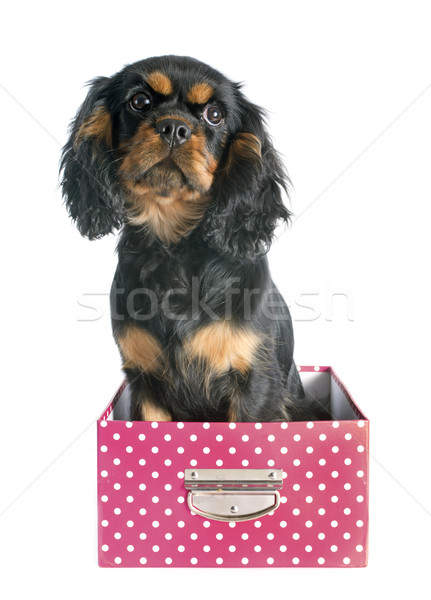 Stock photo: puppy cavalier king charles