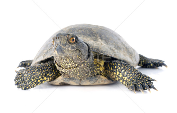 European pond turtle Stock photo © cynoclub
