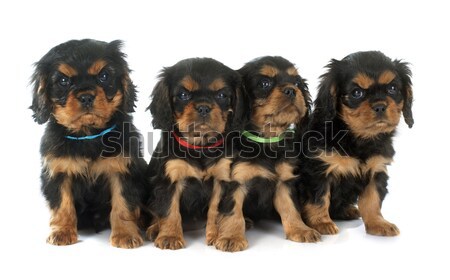 puppies cavalier king charles Stock photo © cynoclub